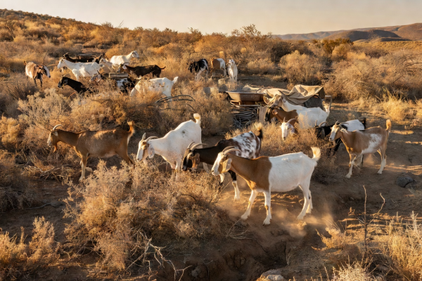 Goats grazing in open green field for wildfire landscaping business concept